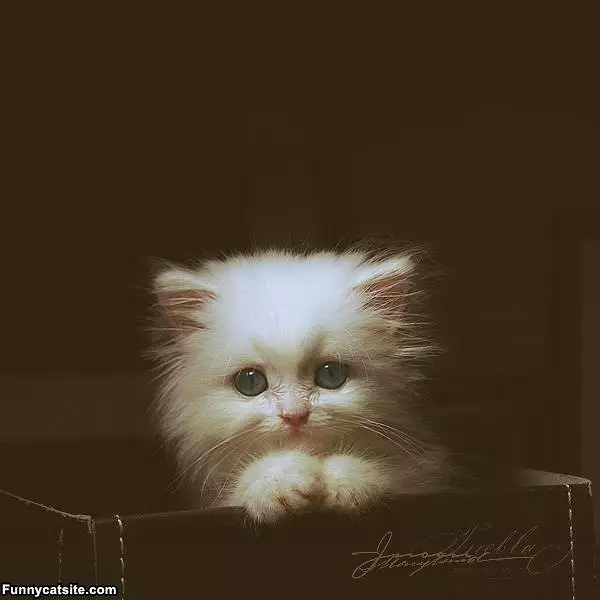 Box Of Kitten