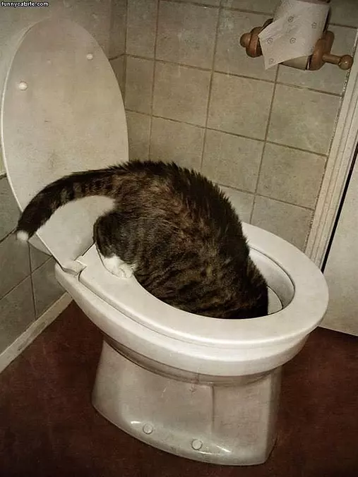 Toilet Cat