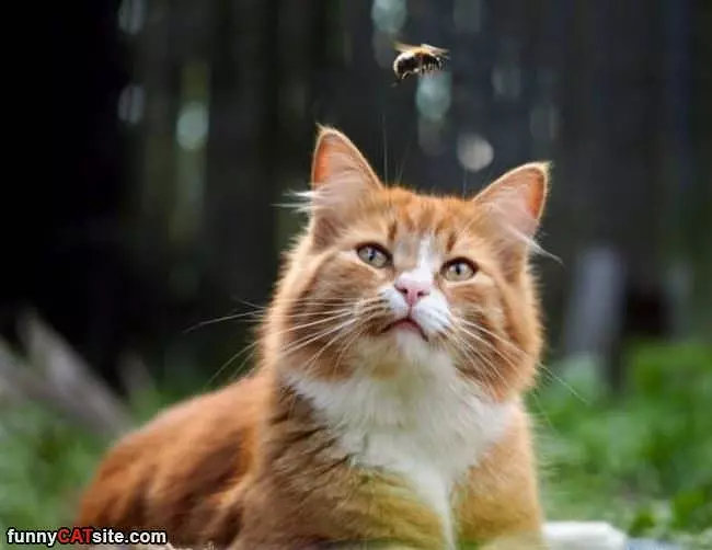 Hey How Is It Going