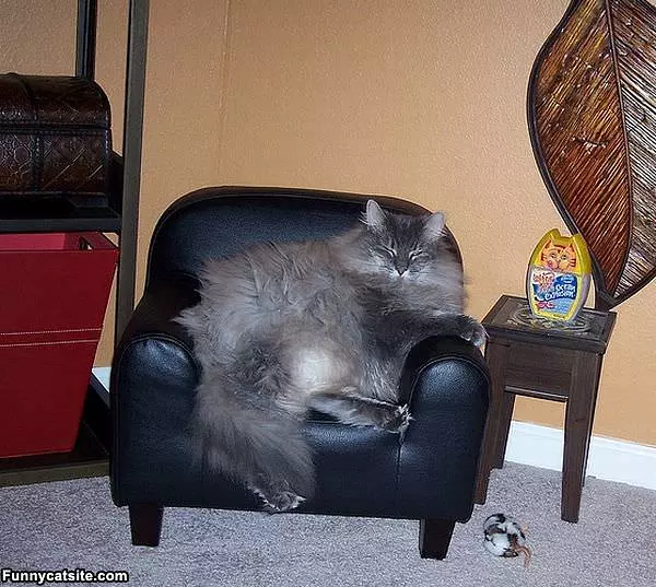 I Have My Own Couch