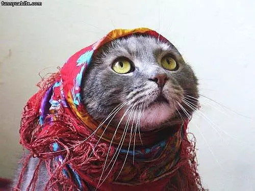 Babtcha Cat