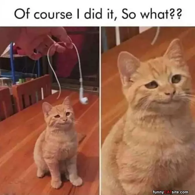 Of Course I Did It