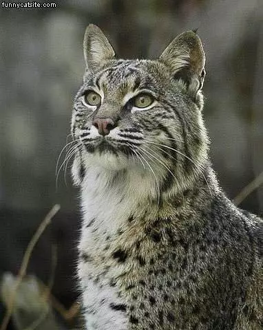 Tiger Cat