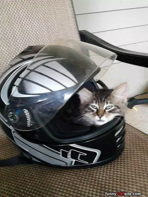 Race Cat