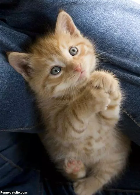 Please Please Please