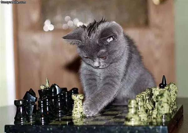 Cat Playing Chess