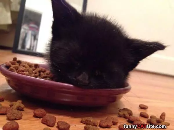 Asleep In My Food