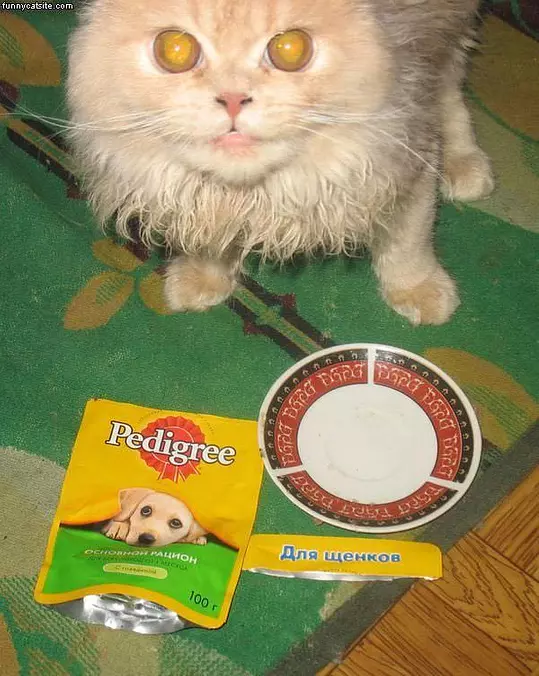 Dog Food