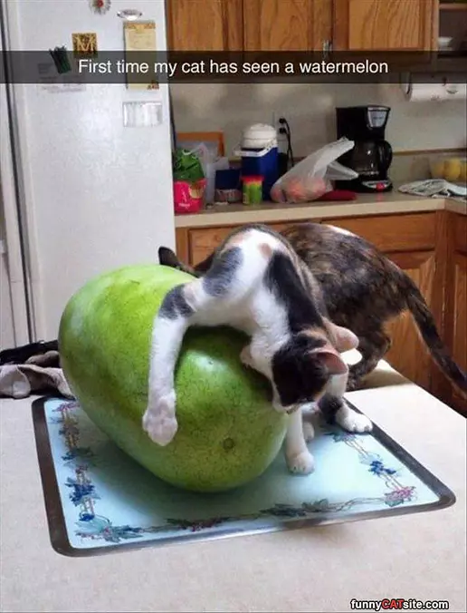 My First Watermelon