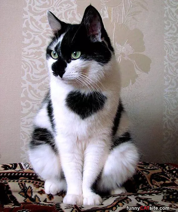 Heart Shaped Cat