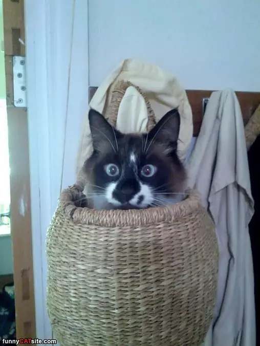 Popping My Head Out