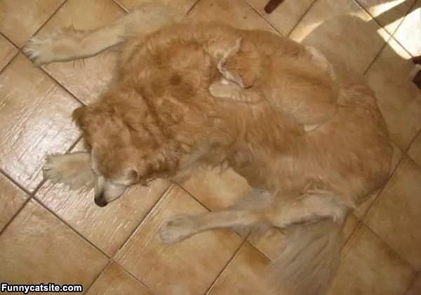 Riding The Dog