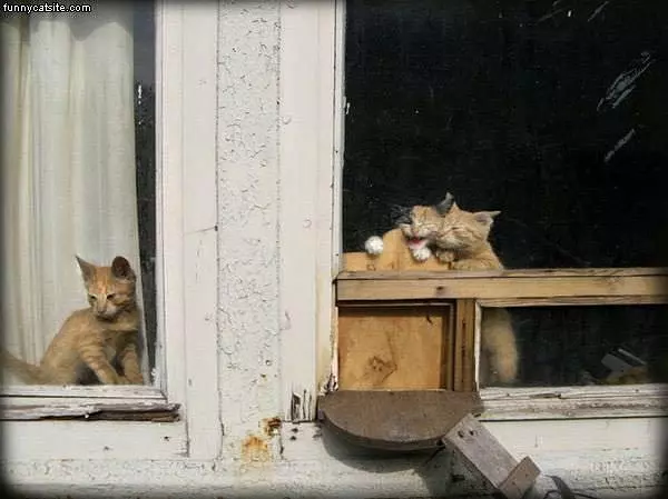 3 Cats
