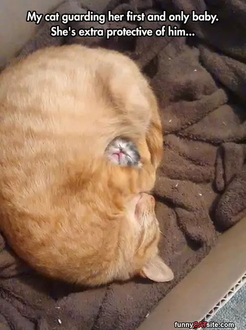 Guarding My Baby