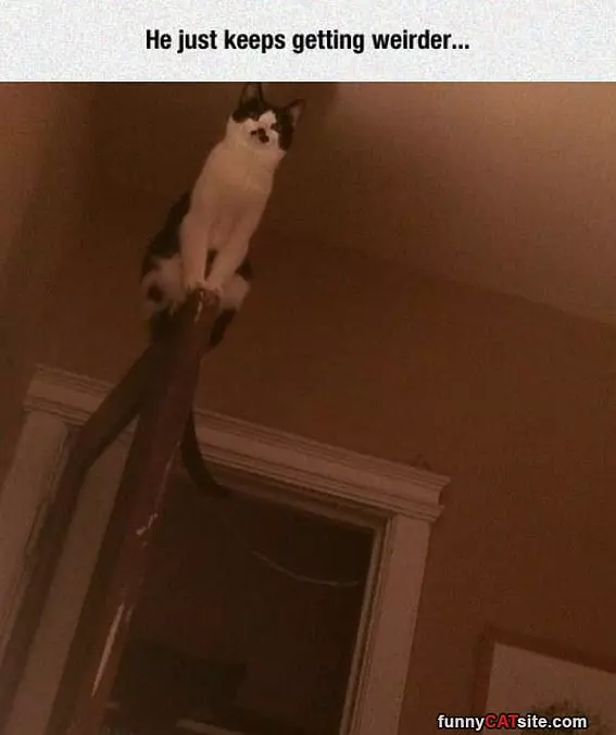 The Weird Cat