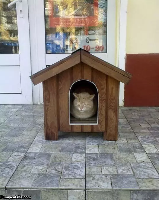 My Cat House