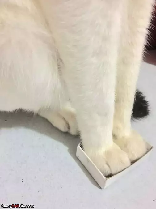 I Still Fit In The Box