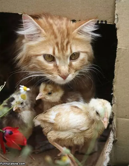 These My Buddies