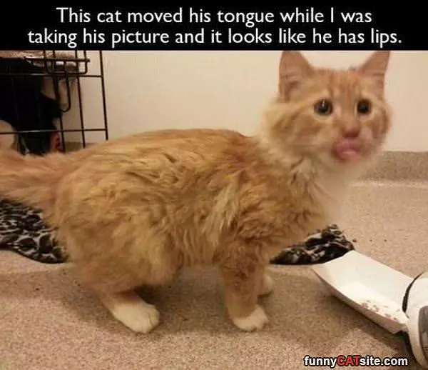 Cat With Lips