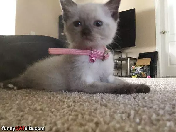 Cute Kitty