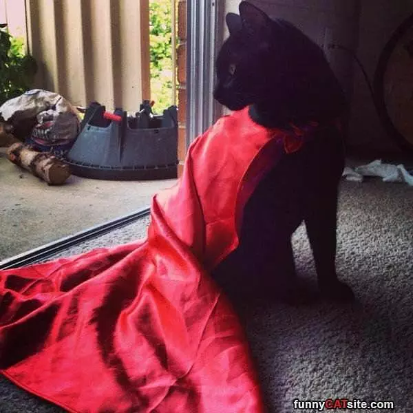 Nice Cape