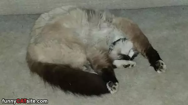 Playing Dead