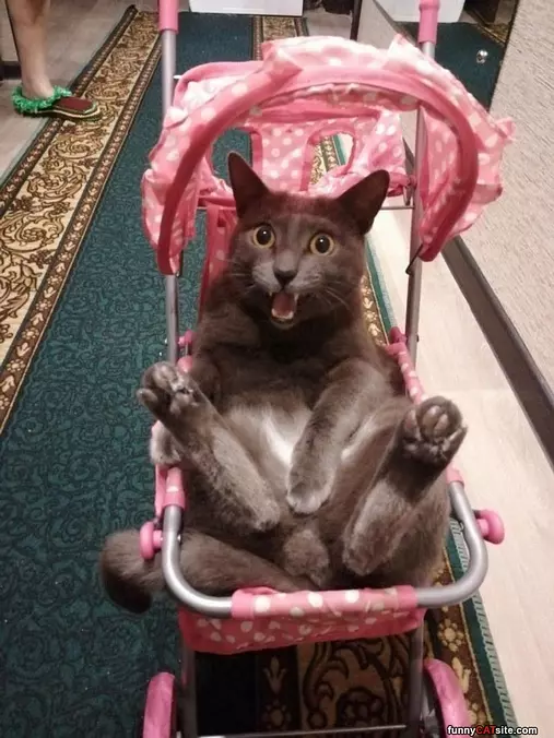 Relaxing In My Stroller