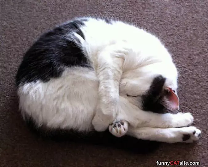 Curled Up Yoga