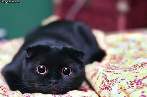 Cat Eyes