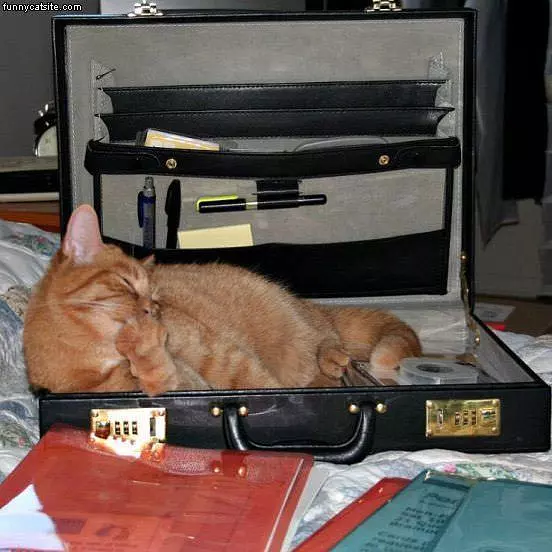 I Has A Briefcase
