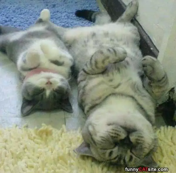 Learning To Nap