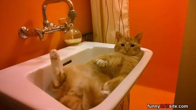 Back In My Sink