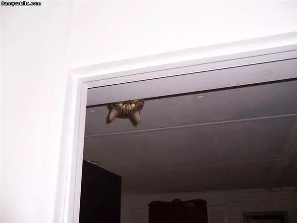 Im Up Here