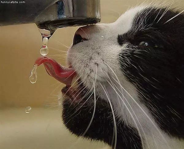 Cat Loves Water
