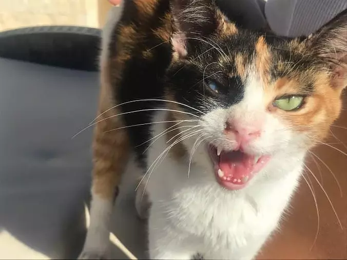 Rawrrr Rawrrr