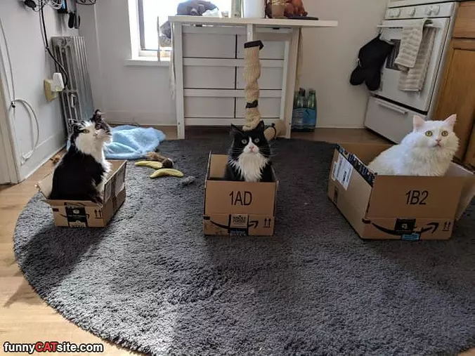 We Love Our Boxes