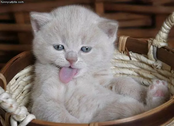 Tongue Cat