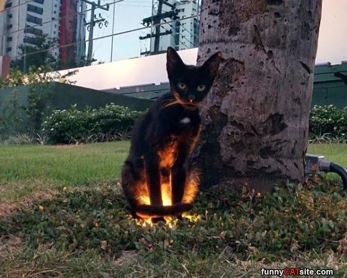 Glow In The Dark Kitty