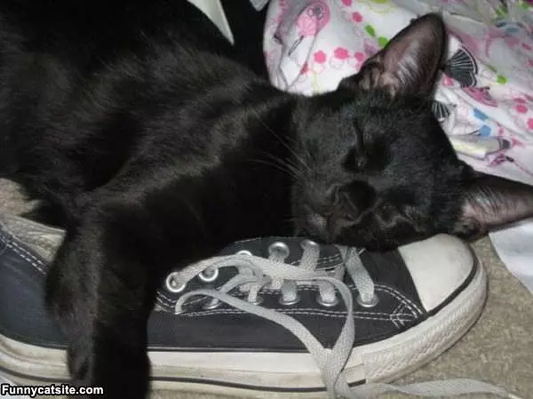 I Has A Sneaker