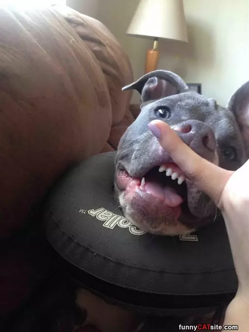 W00f