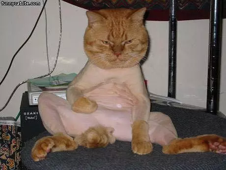 Shaved Cat