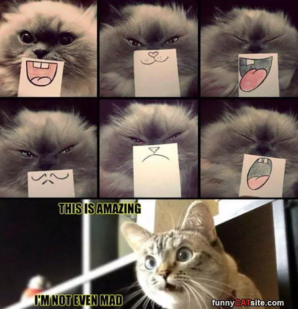 This Is Amazing