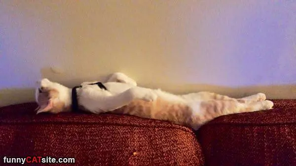 Sleep How I Want