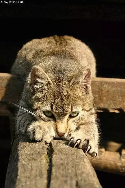 Cat On Fence