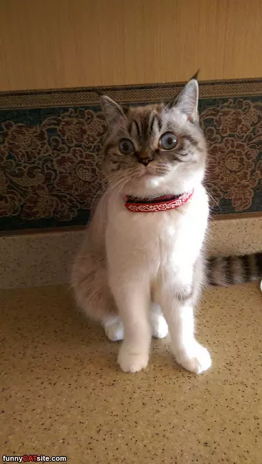 Did You Say Tuna
