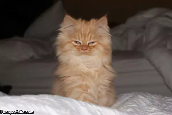 Smug Cat Is Smug