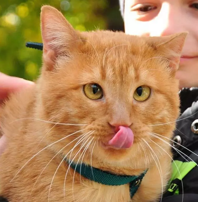 Licky Licky My Nose