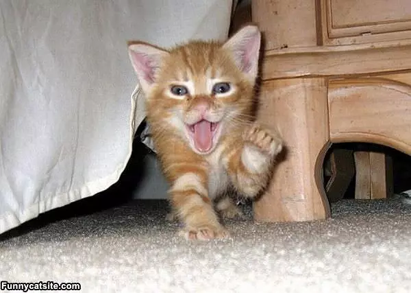 Big Rawrrr