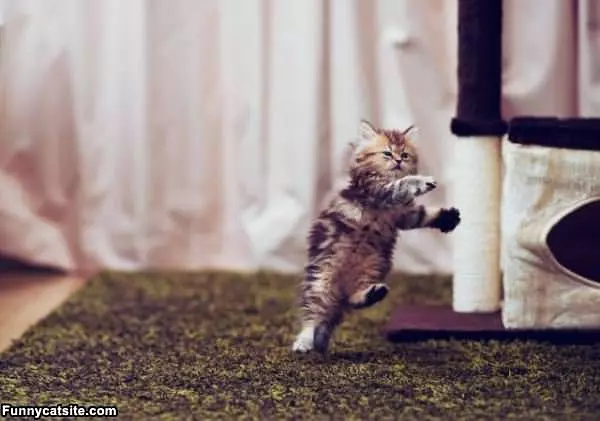 Doing Some Cat Breakdancing