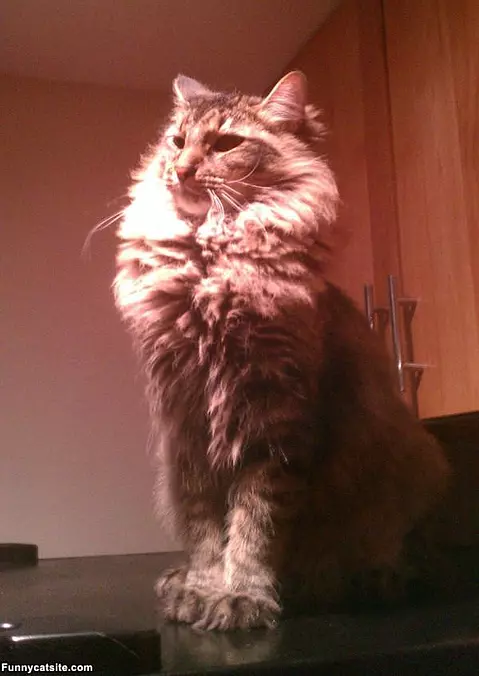 Puffy Cat